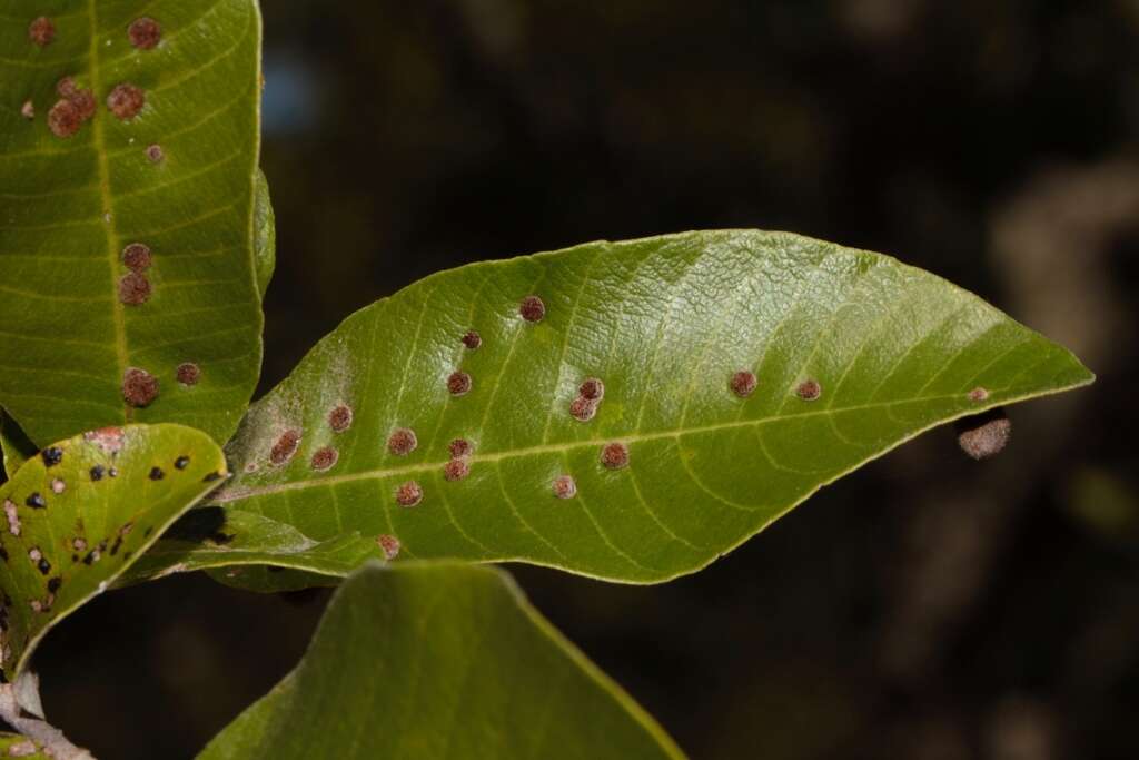 صورة Lopesia parimarii Tavares 1908