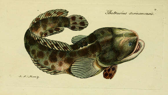 Image of Pacuma Toadfish