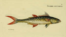 Image of Indian Spanish Mackerel