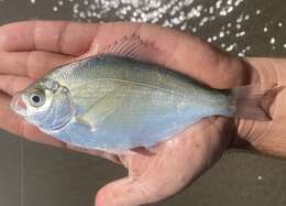 Image of Silver surfperch