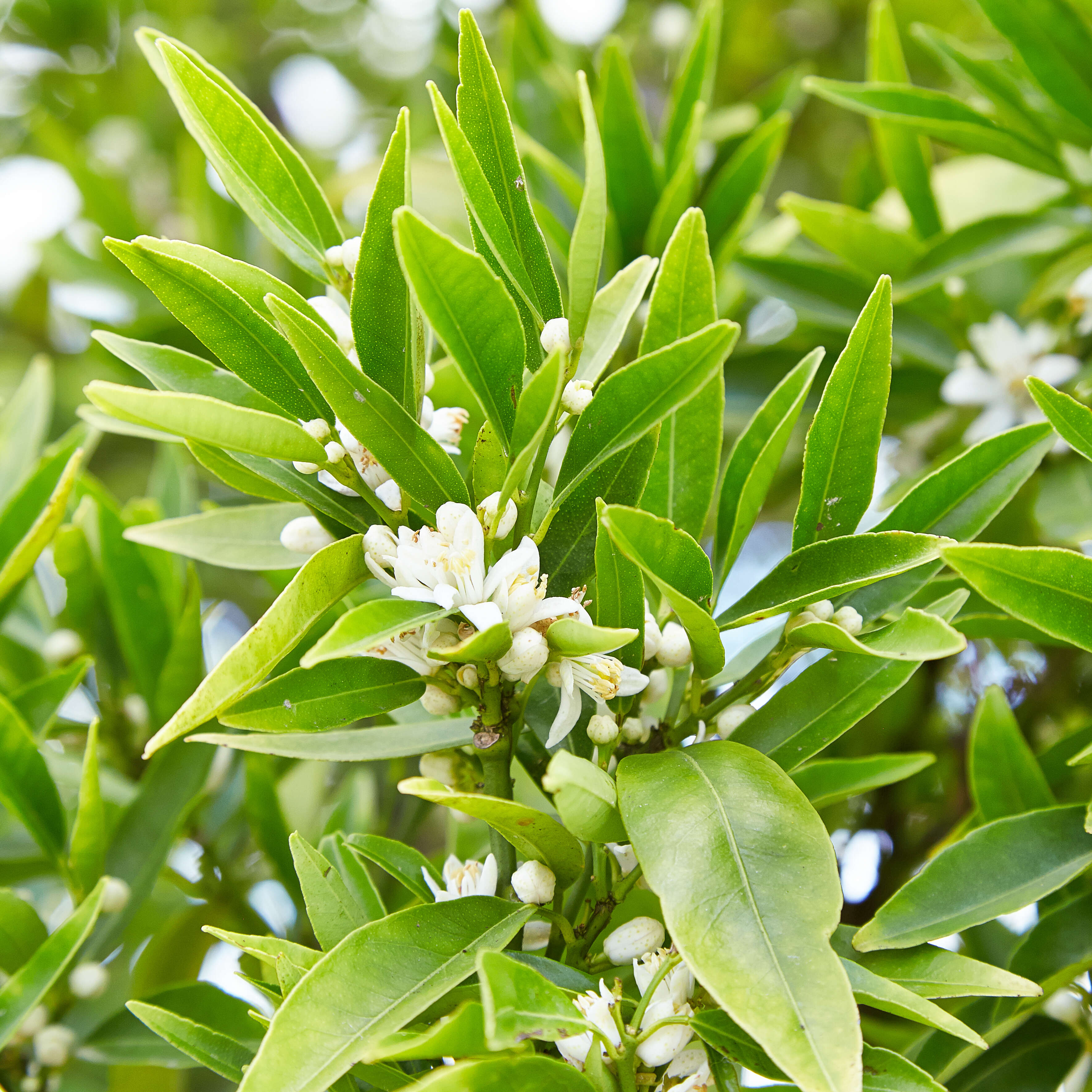 Image of Citrus × sinensis