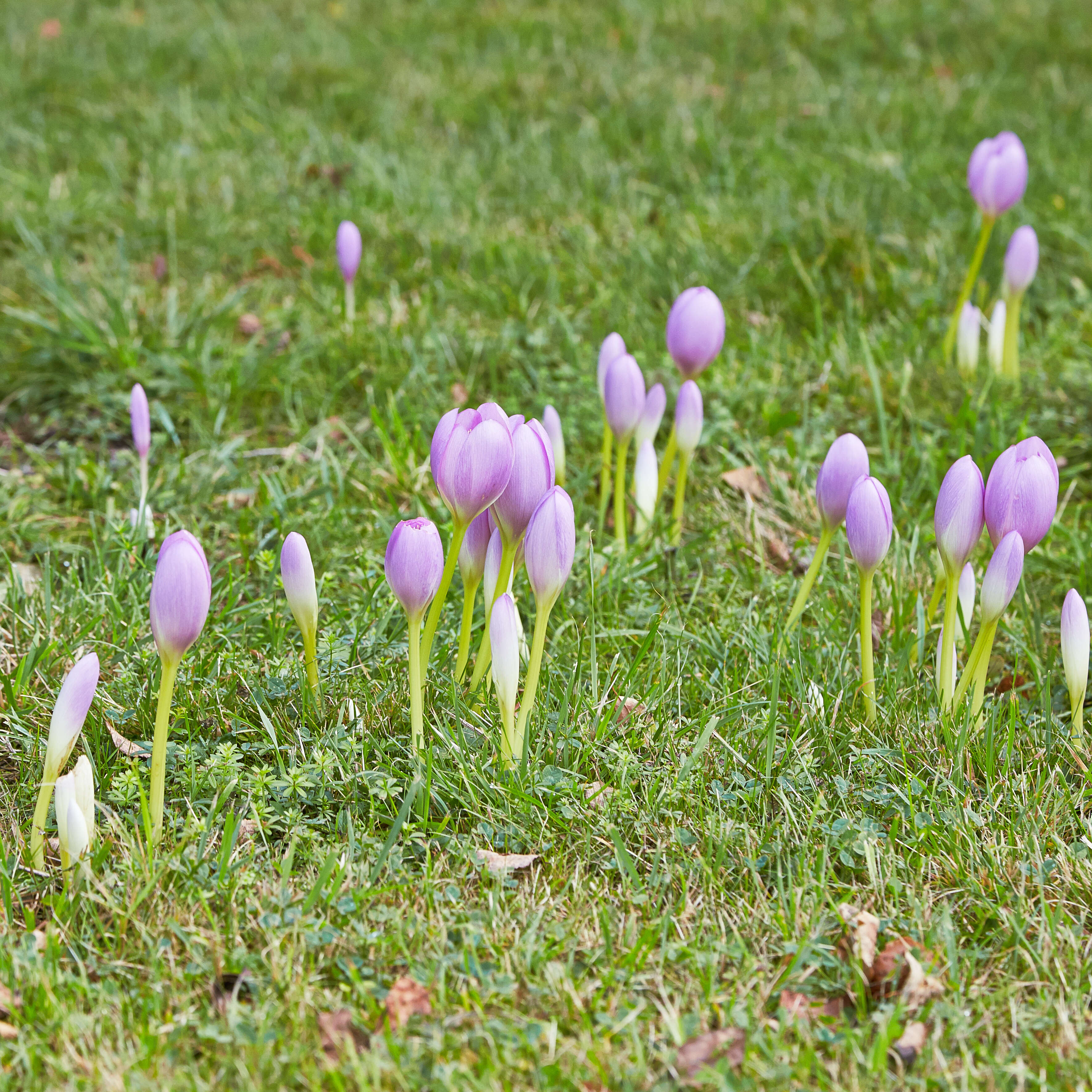 Image of Autumn crocus