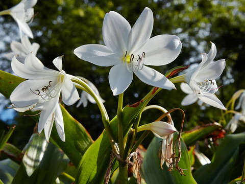 Image of Crinum moorei Hook. fil.