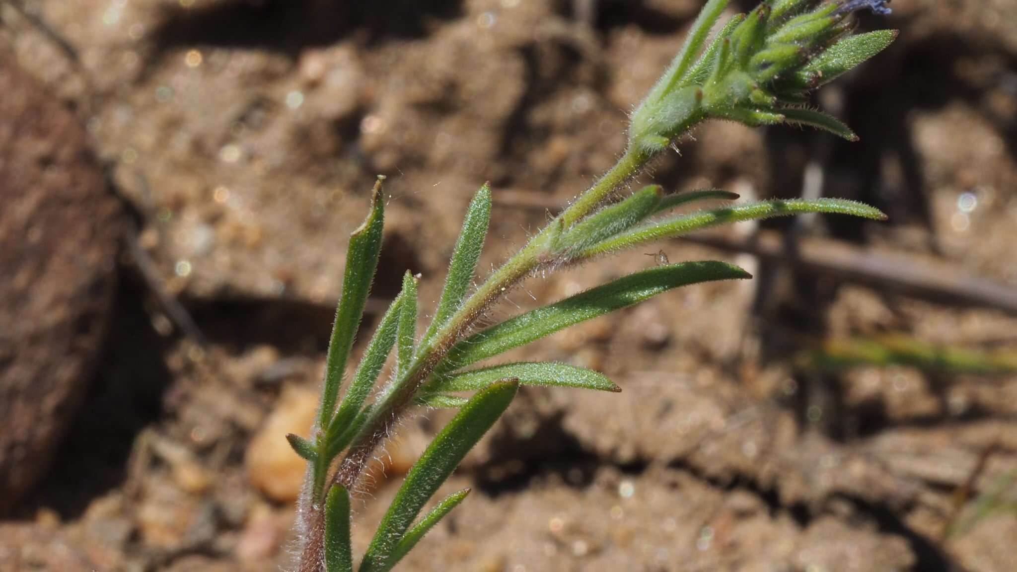 Plancia ëd Allophyllum gilioides subsp. gilioides