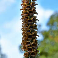 Imagem de Digitalis ferruginea L.