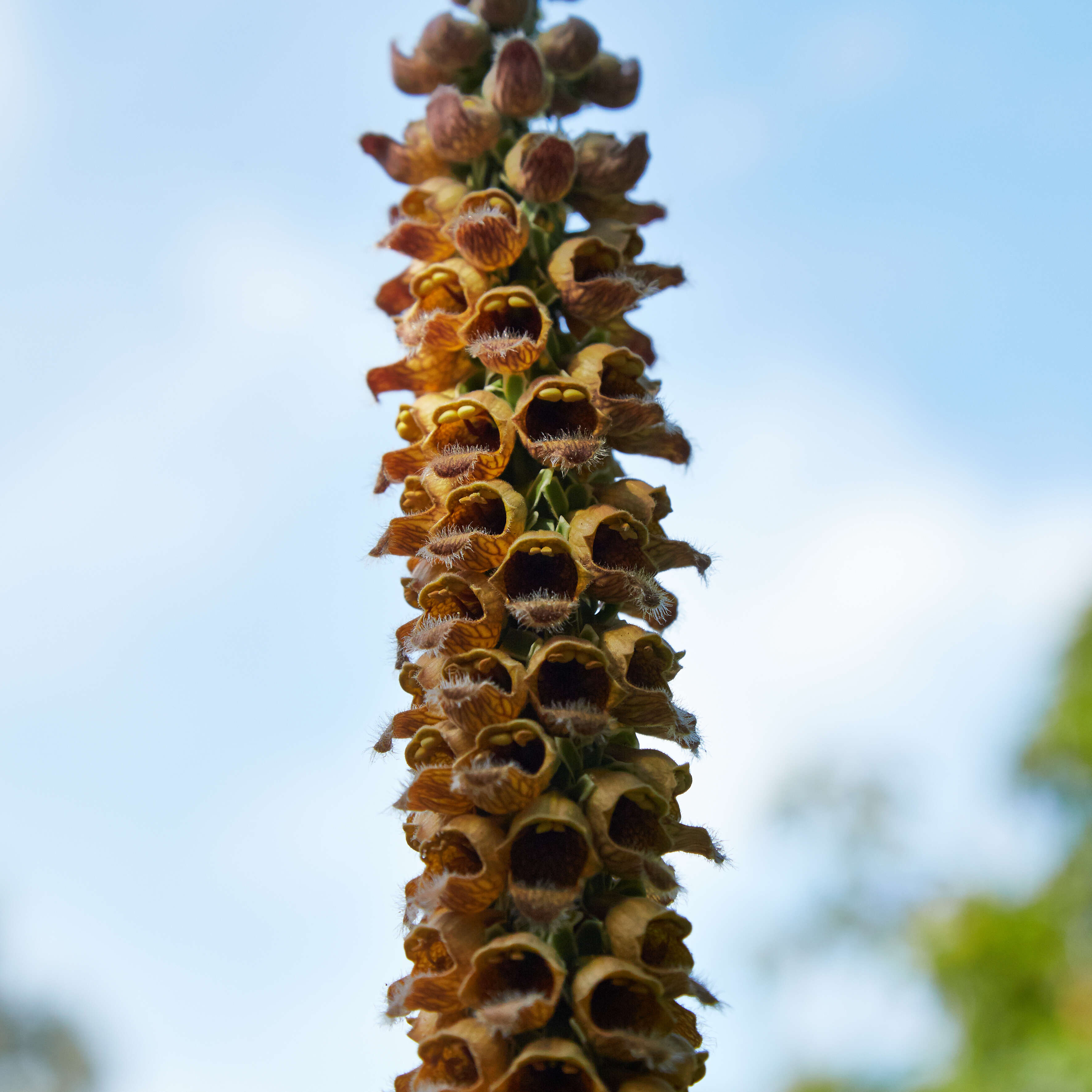 Imagem de Digitalis ferruginea L.