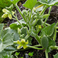 Image of squirting cucumber