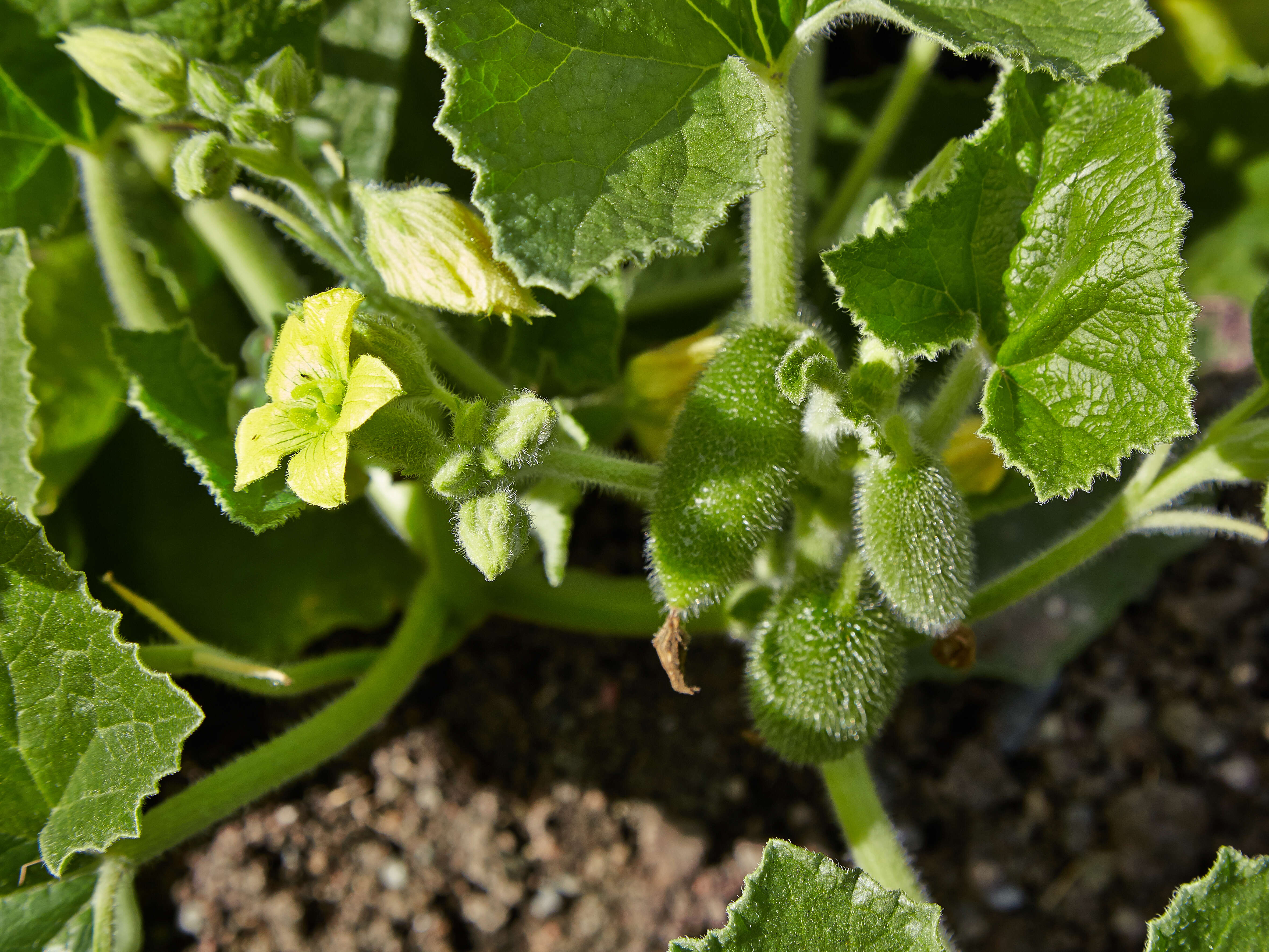 Image of squirting cucumber