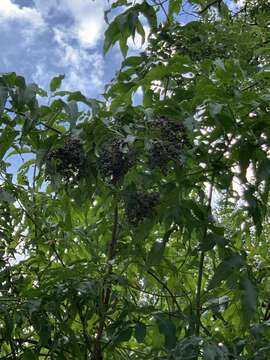 Image of Sambucus cerulea var. neomexicana