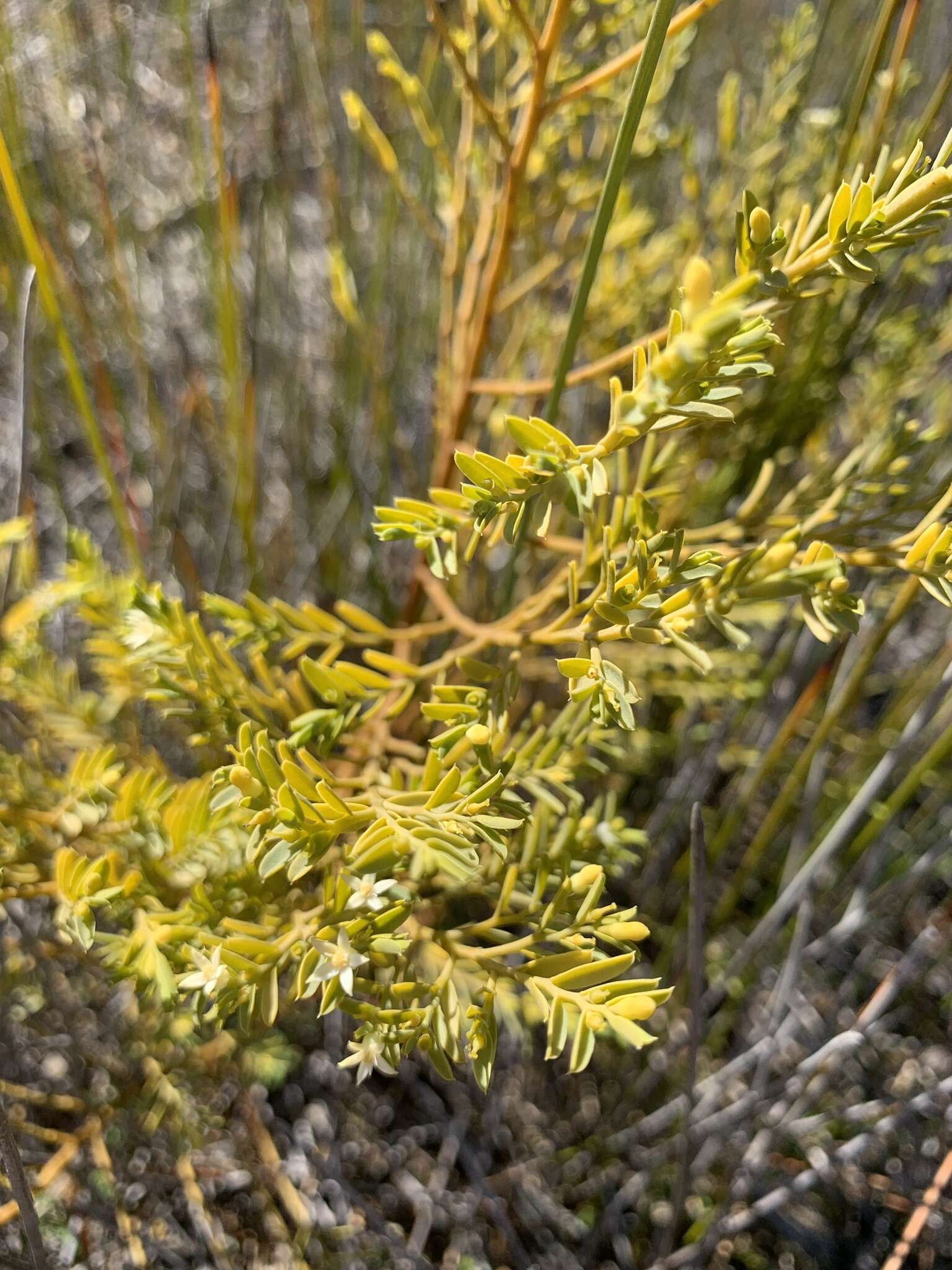 Sivun Olax stricta R. Br. kuva