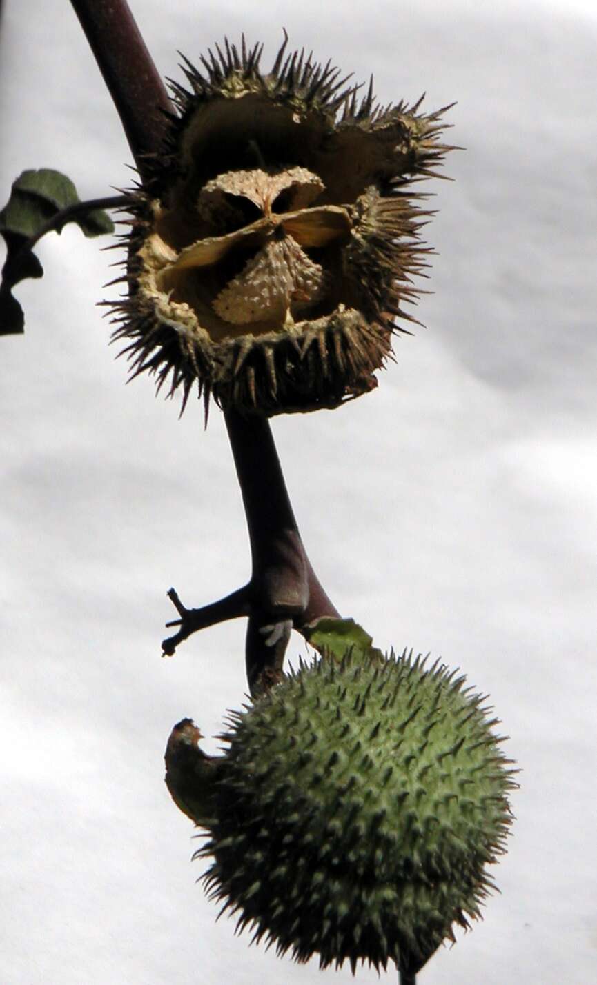 Image de Datura wrightii Hort. ex Regel