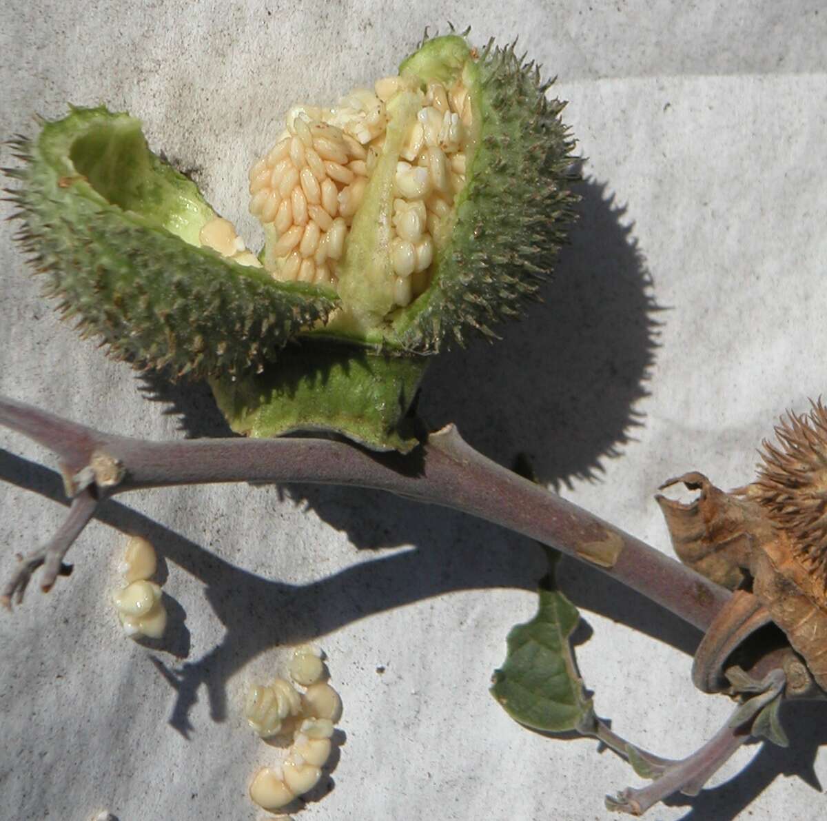 Image de Datura wrightii Hort. ex Regel