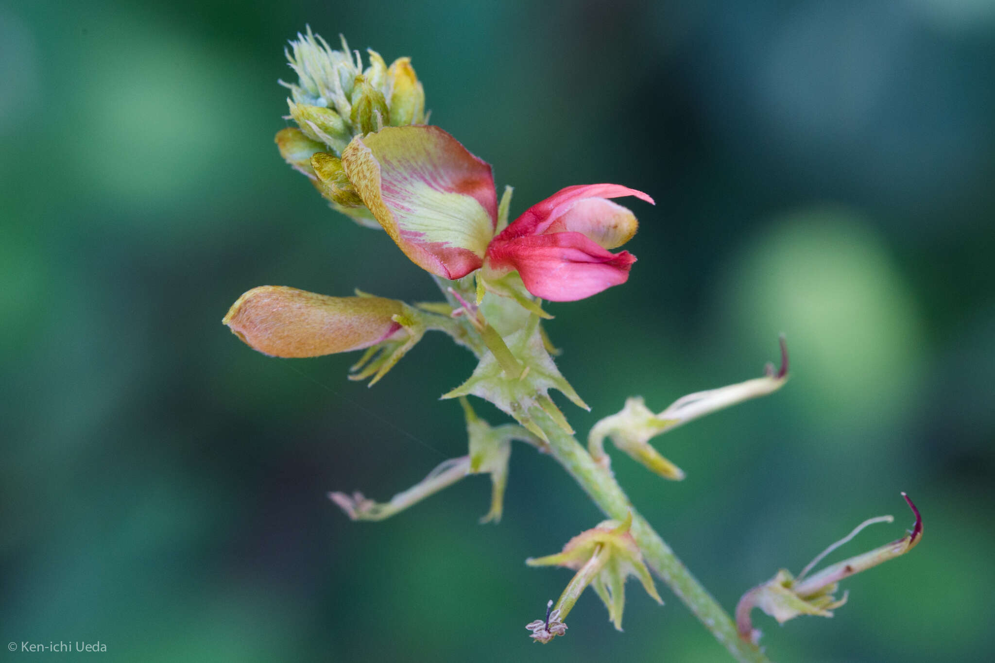 Indigofera fruticosa Rose的圖片