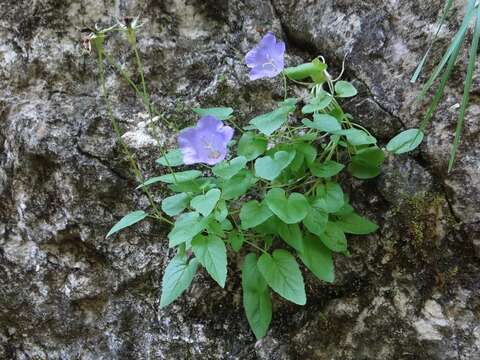 Image of tussock bellflower