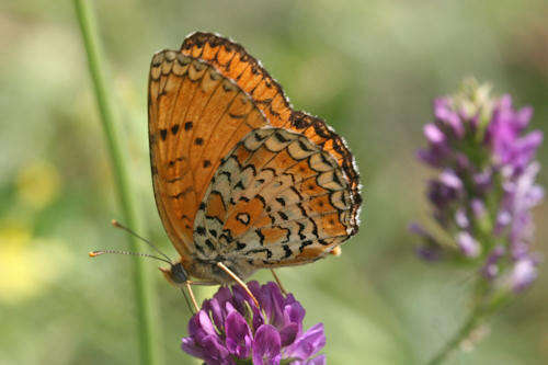 Image de Melitaea arduinna kocaki Wagener & Gross 1976