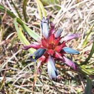 Image of Puya eryngioides André