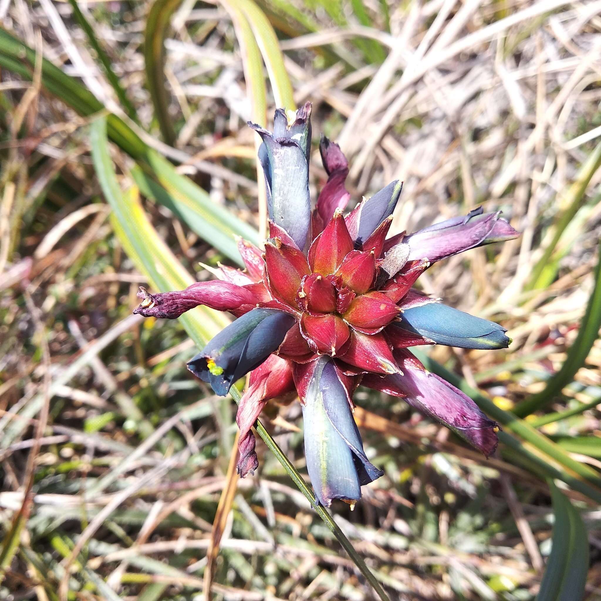 Image of Puya eryngioides André