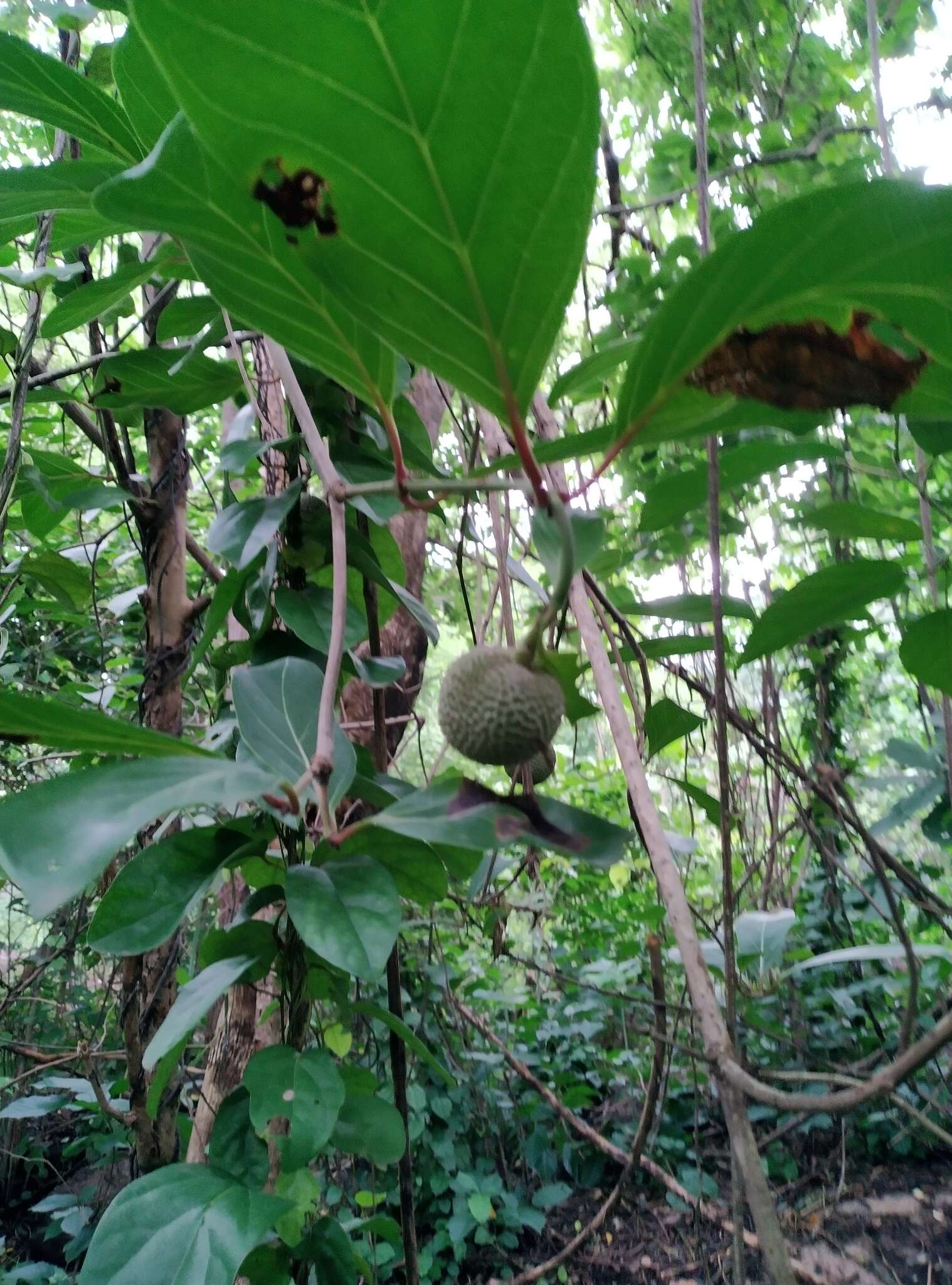 Image of Nauclea latifolia Sm.