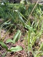 Слика од Penstemon arkansanus Pennell