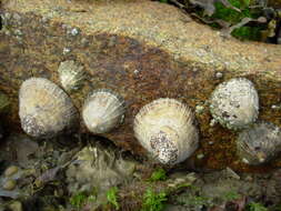 Image of Common limpet