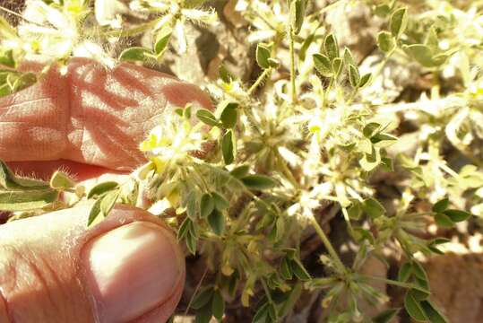 Imagem de Lotononis platycarpa (Viv.) Pic. Serm.