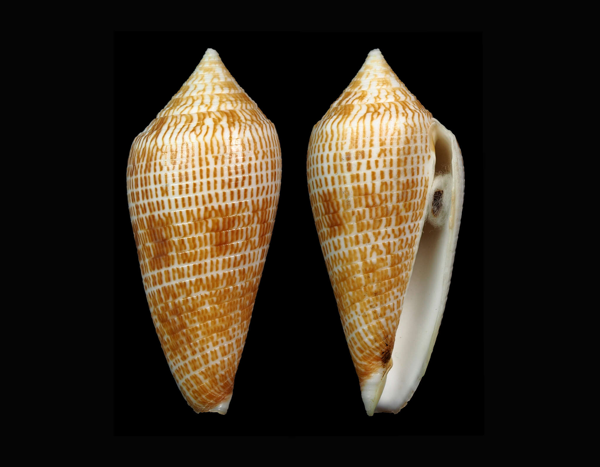 Image of Conus armadillo Shikama 1971