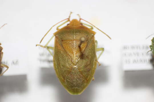 Image of Chlorocoris (Monochrocerus) hebetatus Distant 1890