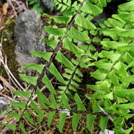 Imagem de Adiantum viridimontanum Paris