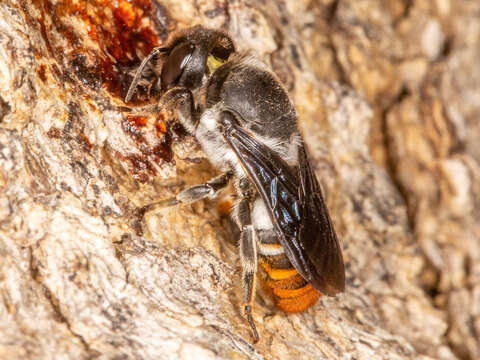 Imagem de Megachile chrysorrhoea Gerstäcker 1858