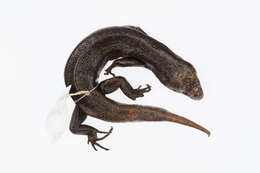 Image of Falla's Skink