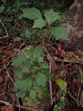 Image of Gymnanthemum capense (A. Spreng.) J. C. Manning & Swelank.