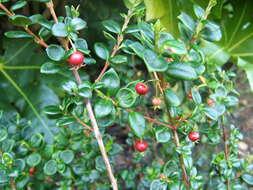 Image of Chilean guava