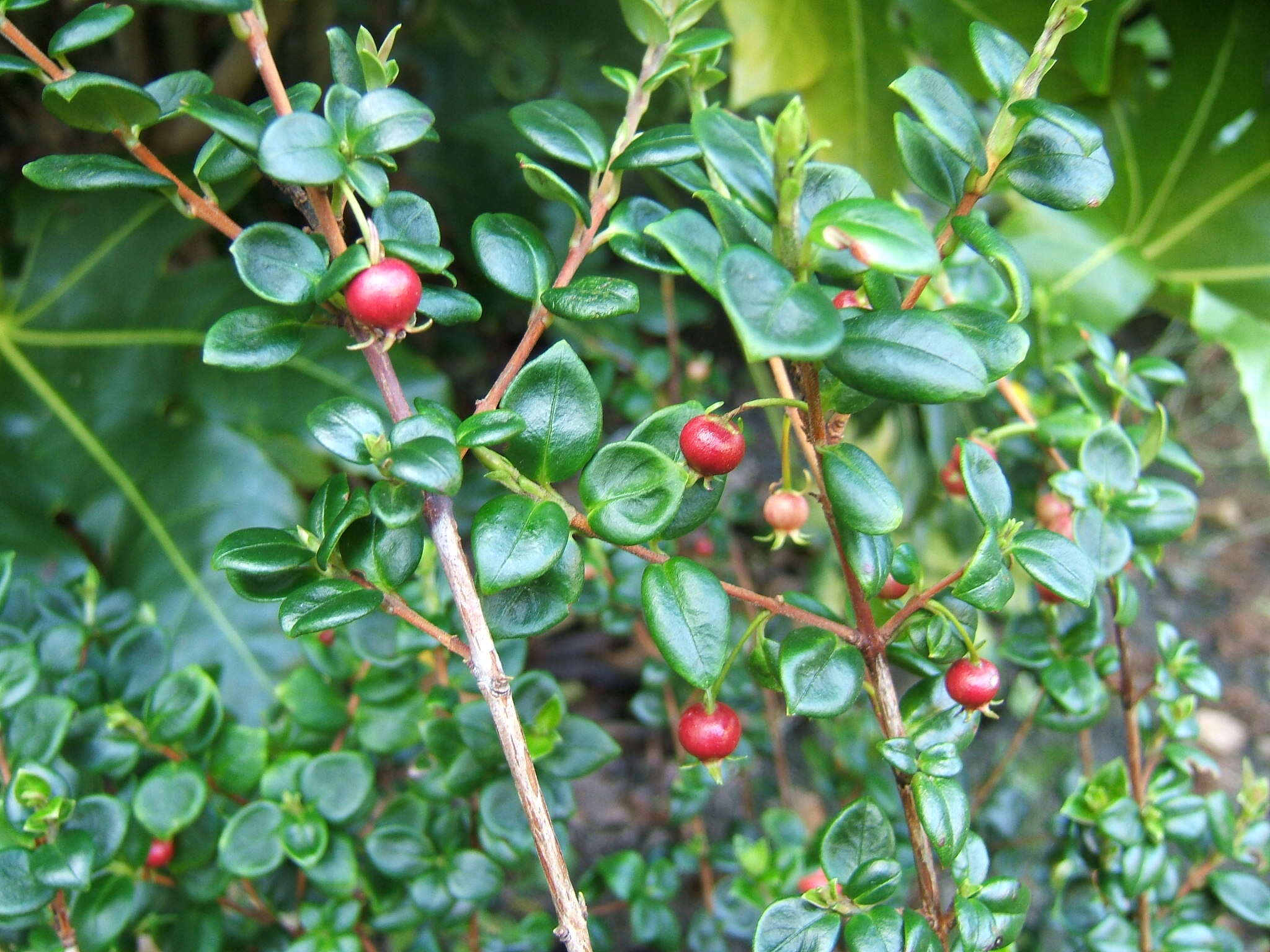 Image of Chilean guava