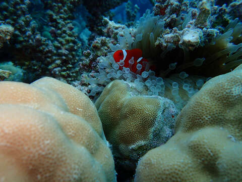 Image de Amphiprion biaculeatus (Bloch 1790)