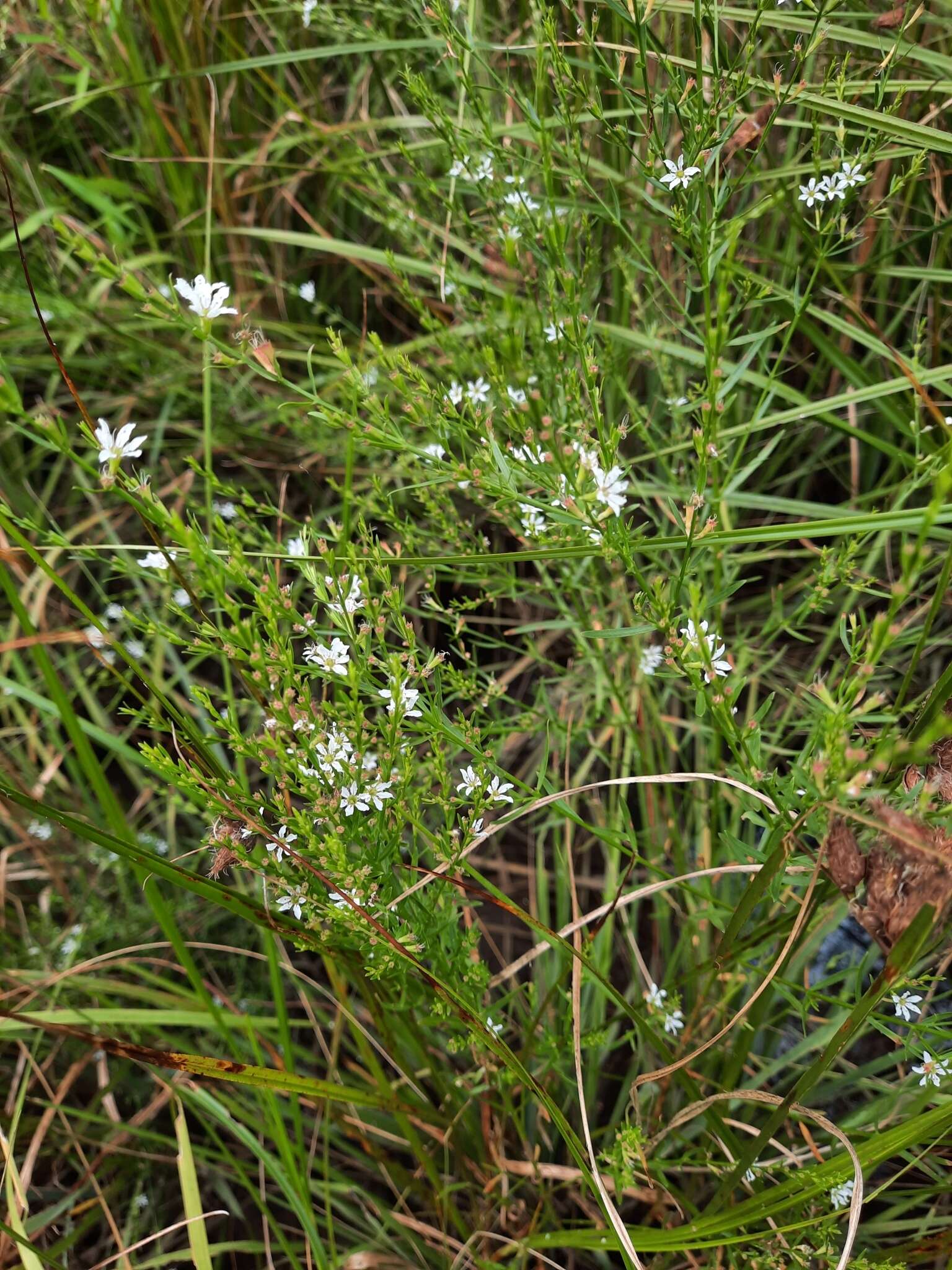 Image of Wand loosestrife