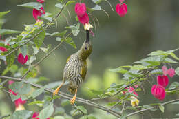 Image of Streaked Spiderhunter