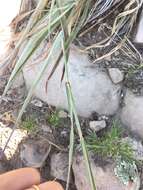 Image of sand bluestem