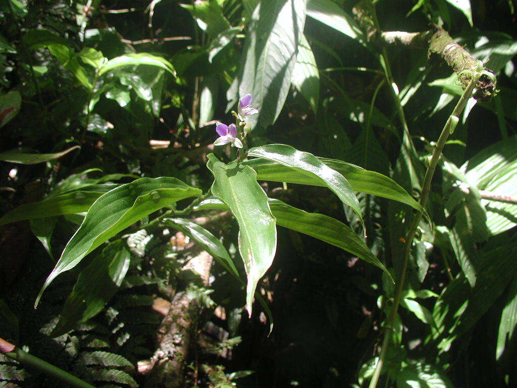 Image of Dichorisandra hexandra (Aubl.) C. B. Clarke