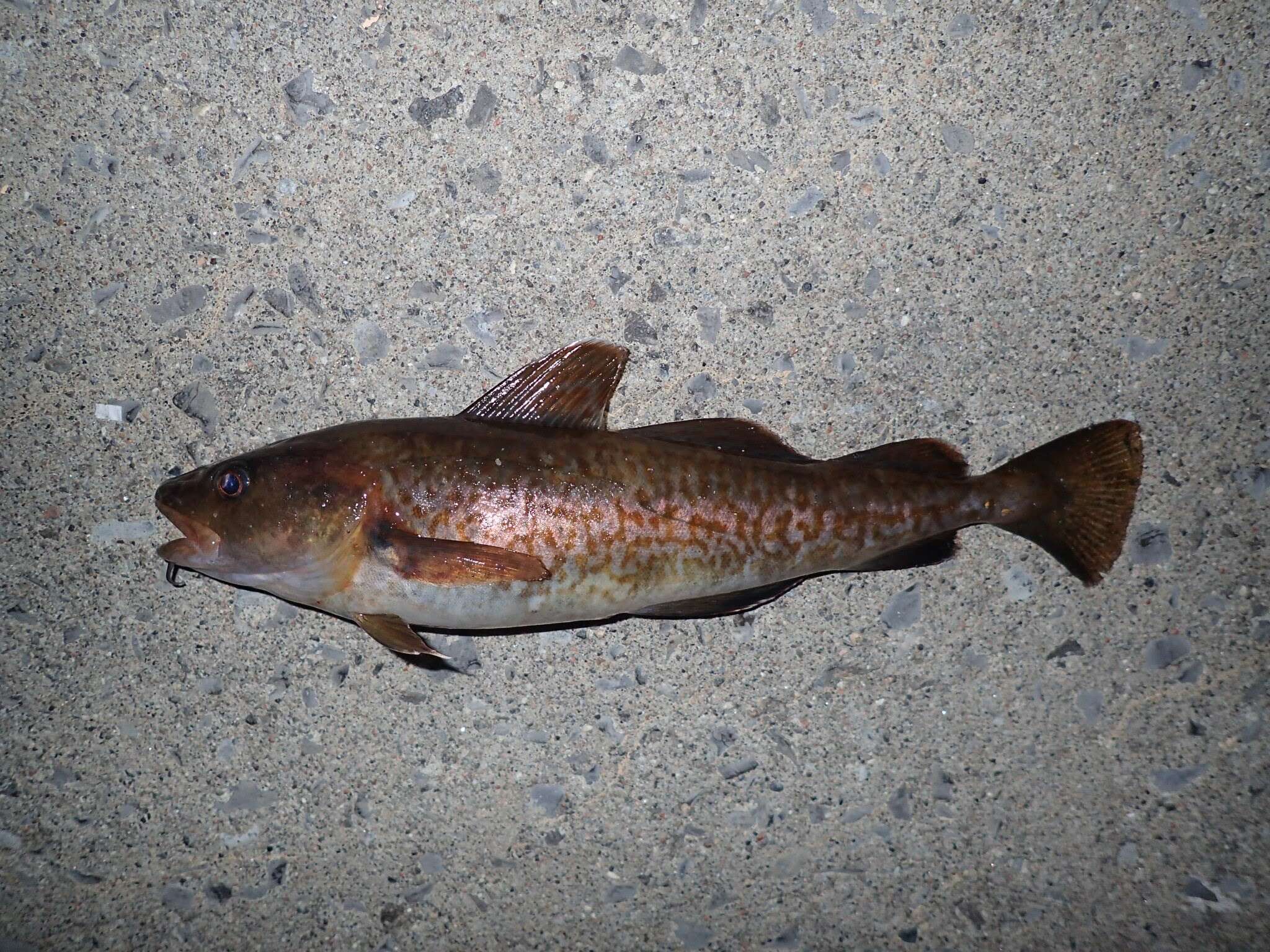 Image of Greenland Cod