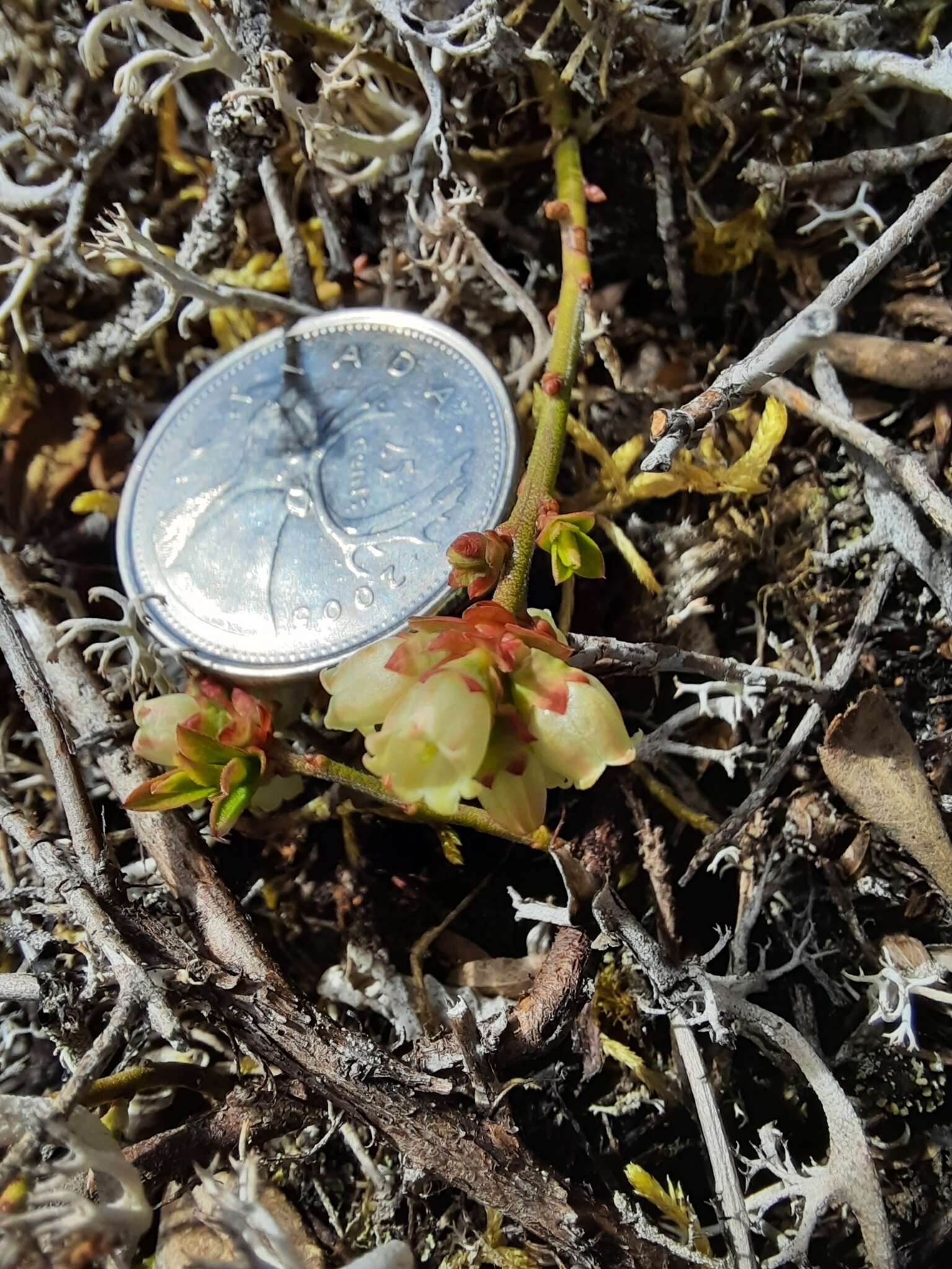 Image of northern blueberry