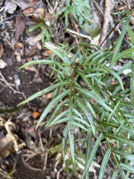 Imagem de Pteris hillebrandii Copel.