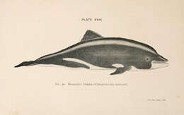 Image of Benguela Dolphin