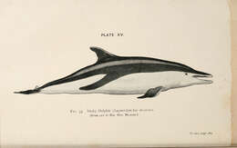 Image of Dusky Dolphin