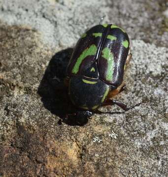 Chlorobapta frontalis (Donovan 1805) resmi