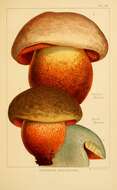 Image of Devil's bolete