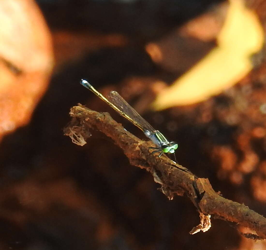 Ischnura pruinescens (Tillyard 1906) resmi