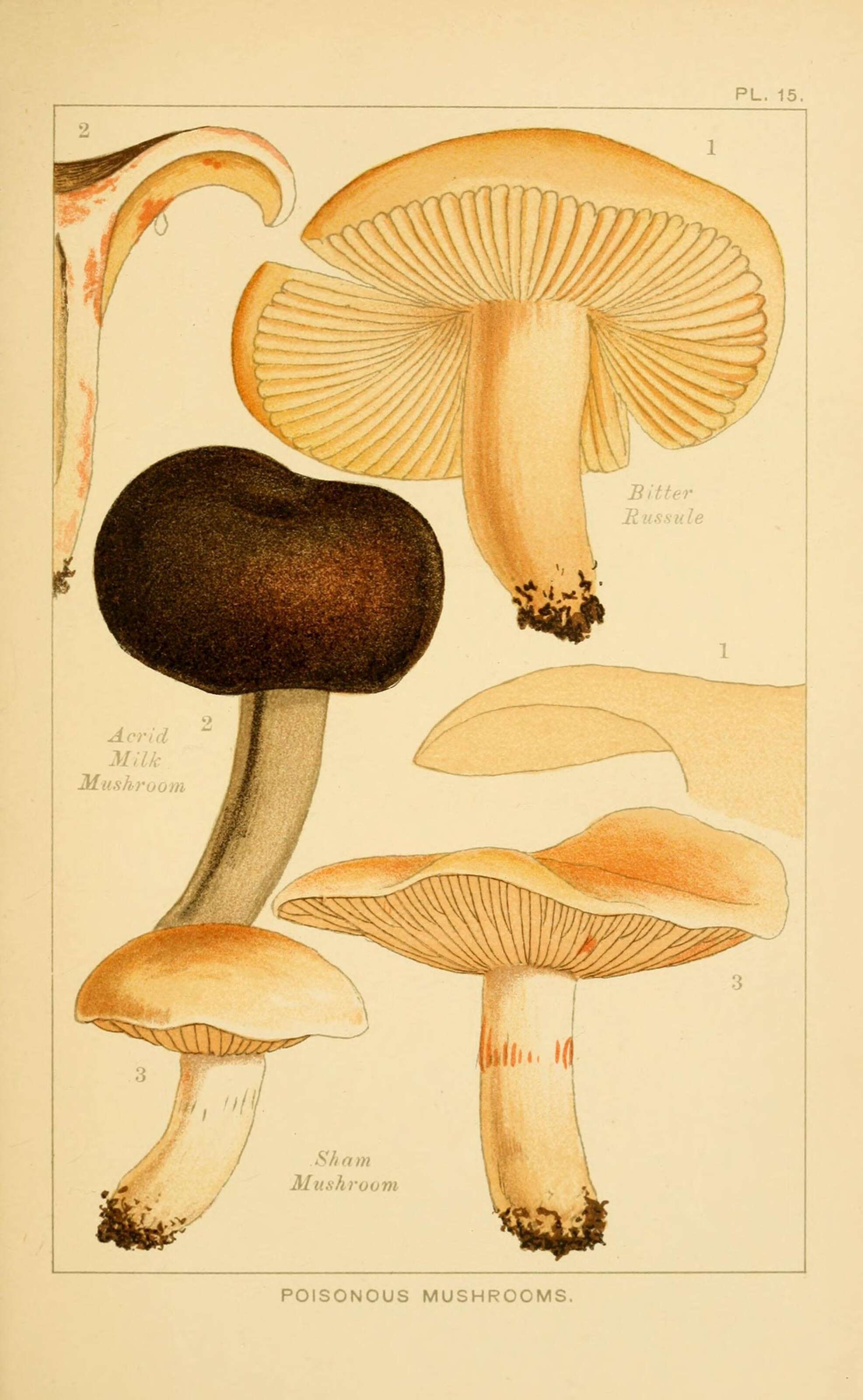 Imagem de Hebeloma mesophaeum (Pers.) Quél. 1872