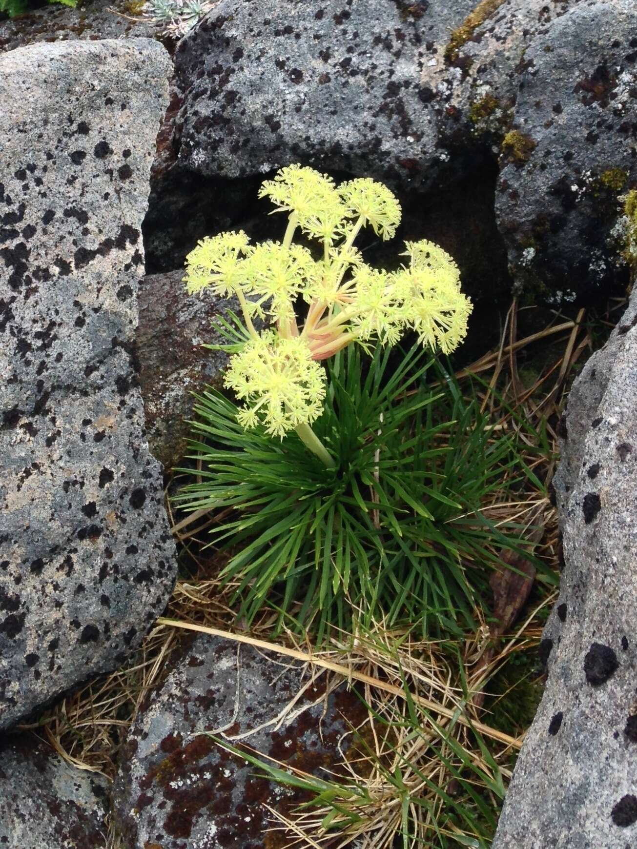 Image of Aciphylla congesta Cheeseman