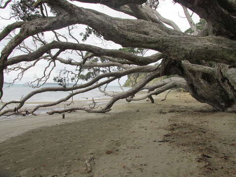 Image of Pohutukawa