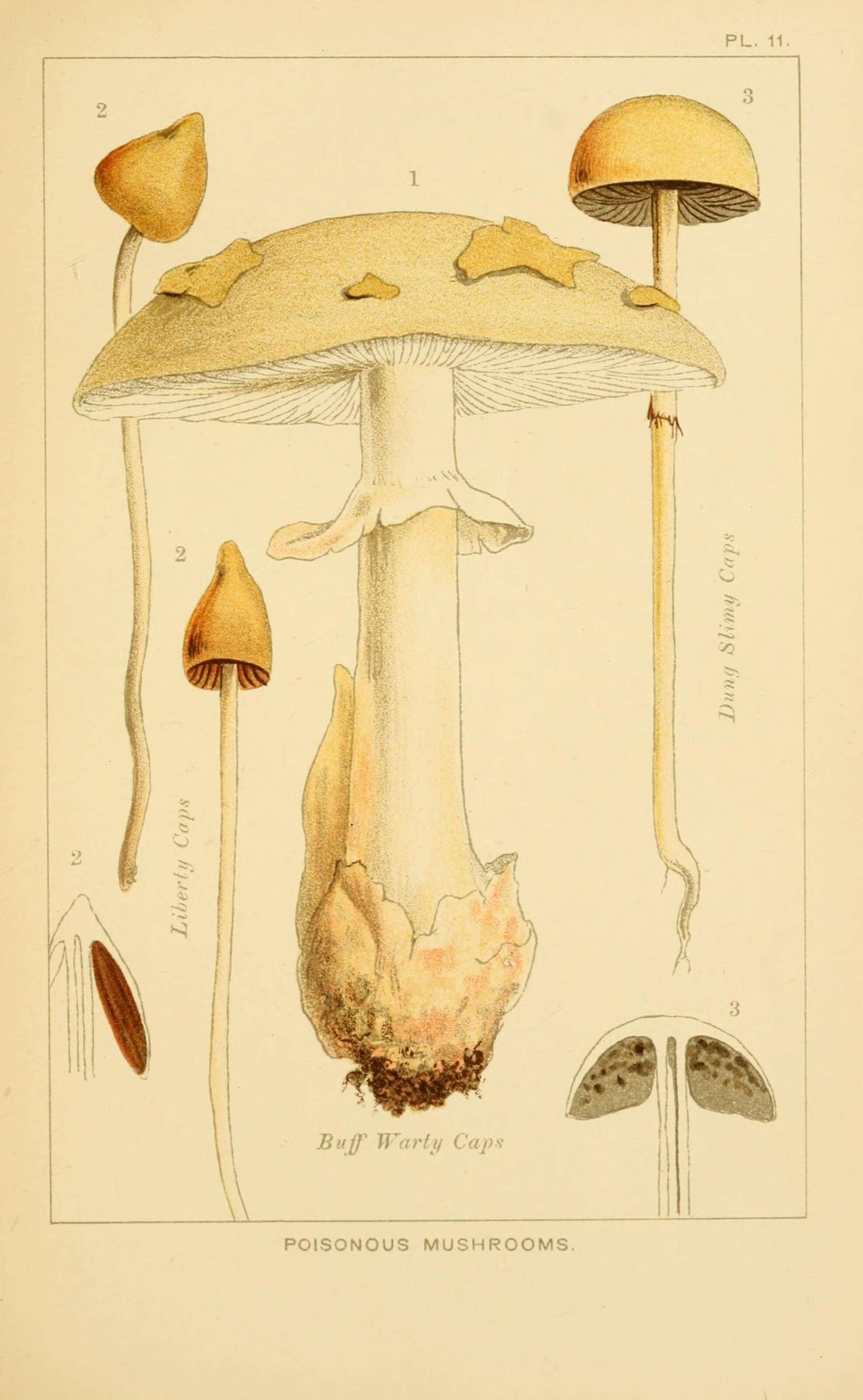 صورة Protostropharia semiglobata (Batsch) Redhead, Moncalvo & Vilgalys 2013